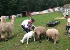 A man is petting some sheep in the grass.