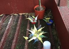 A potted plant sitting on the ground next to a candle.