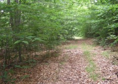 Gritty walking path in thick forest