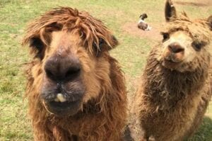Image of a two dark brown alpacas